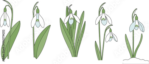 Snowdrop Flowers in Various Stages of Growth, Illustrated with Green Leaves and White Blooms