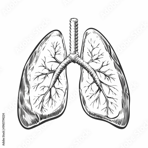 human lungs anatomical vintage medical engraving illustration isolated, detailed respiratory system organ hand drawn antique anatomy woodcut style