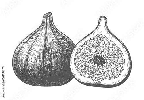 Ink of a whole fig and a halved fig showing seeds fruit