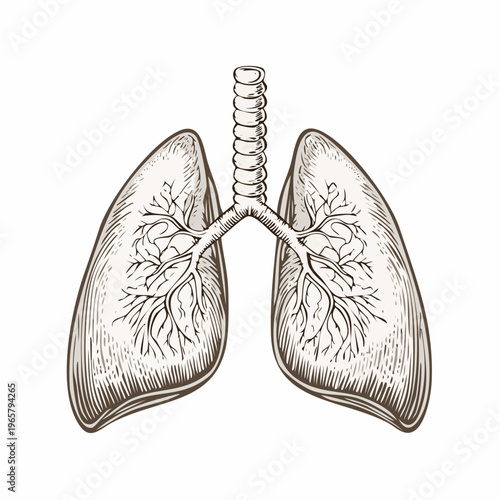 human lungs anatomical vintage medical engraving illustration isolated, detailed respiratory system organ hand drawn antique anatomy woodcut style