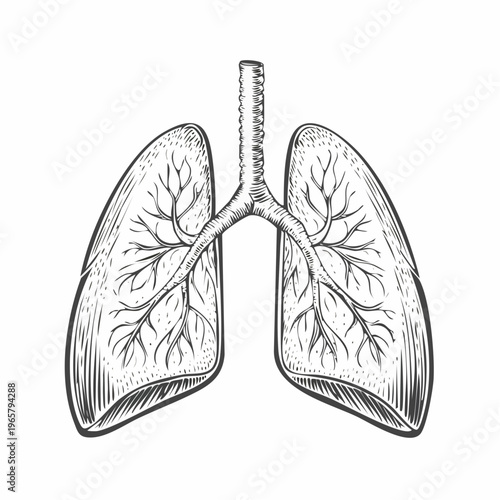 human lungs anatomical vintage medical engraving illustration isolated, detailed respiratory system organ hand drawn antique anatomy woodcut style