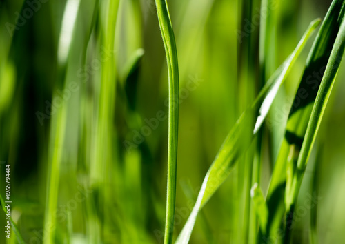 green grass background