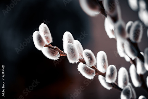 buds of willow