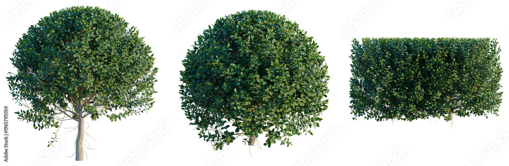 Obraz premium Ficus microcarpa tree, elevation, front view, cutout, transparent background, isolate, Detailed close-up of a lush green tree branch with vibrant foliage and intricate details
