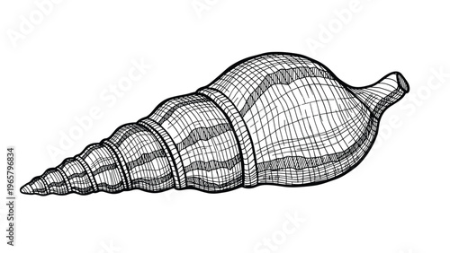 Detailed engraving style illustration of a long spiral conch shell found on the beach representing marine life and ocean decor.