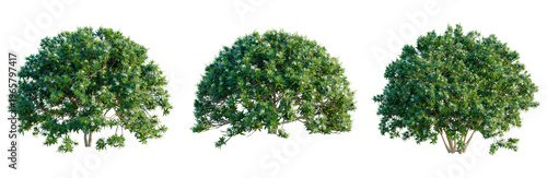 Foto Tabernaemontana divaricata tree, elevation, front view, cutout, transparent back
