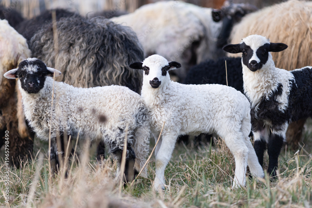 Obraz premium cute little lamb grazing on meadow