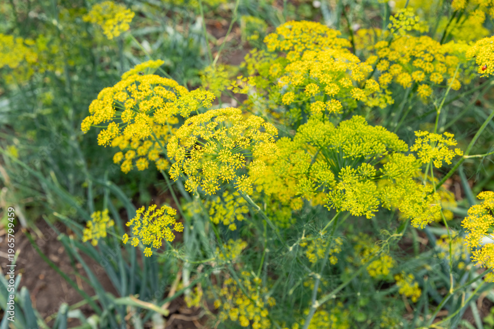 Obraz premium Yellow dill plants with numerous flower clusters thrive in a garden, surrounded by green foliage in a natural outdoor environment.