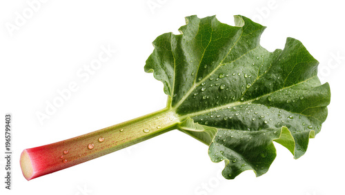 фотографія Fresh rhubarb stalk with a green leaf and water droplets isolated on transparent