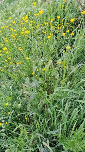 Bright yellow wildflowers bloom among lush green grass in a natural meadow. Plants sway in a gentle breeze. A spring rural landscape with fresh vegetation and small wildflowers.