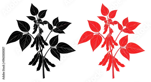 Soybean Plant Silhouette and Outline with Pods, Black and Red.