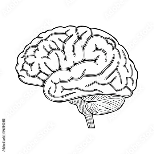 Detailed anatomical illustration of a human brain in side profile with clear cerebral convolutions