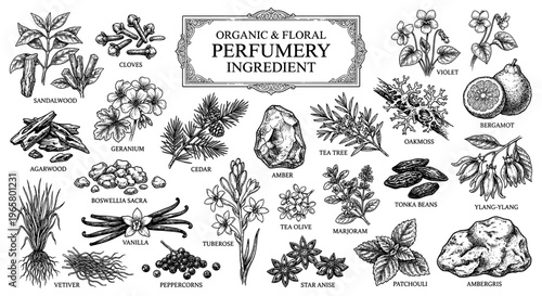 Perfumery ingredient set sandalwood vanilla bergamot patchouli vintage