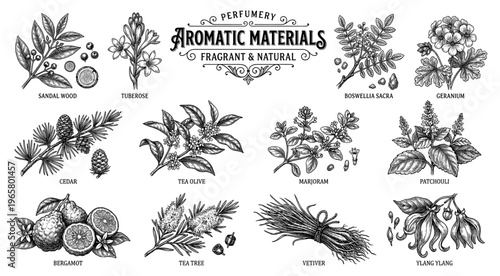 Aromatic material set sandalwood bergamot patchouli cedar vintage
