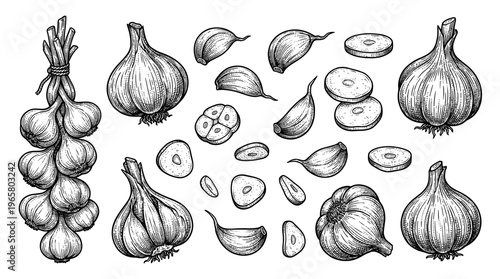 Garlic set with whole bulbs braid cloves and slices vintage sketch