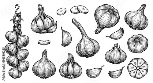 Garlic set with whole bulbs cloves braid and slices vintage engraving