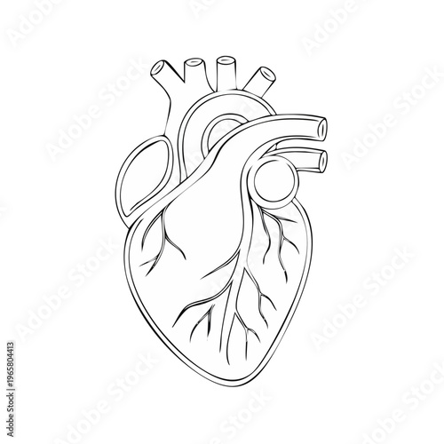 Simple Line Drawing of Human Heart Anatomy with Blood Vessels