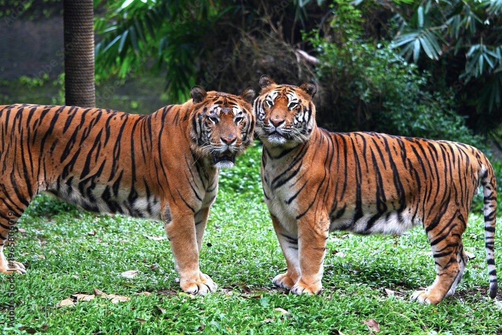 Fototapeta premium a pair of tigers relaxing in their habitat