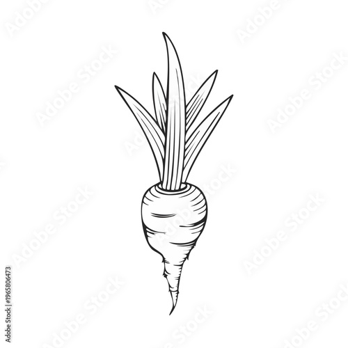 Root Vegetable with Green Leaves Hand Drawn Sketch Style