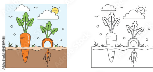 Carrots and Radishes Growing in a Garden Coloring Page for Kids, Vegetable Illustration showing Roots and Soil, Educational Farm Scene Vector with Colored and Line Art Versions