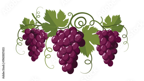 Three bunches of ripe purple red grapes hanging from a green vine with leaves and curly tendrils on a white background for food design.
