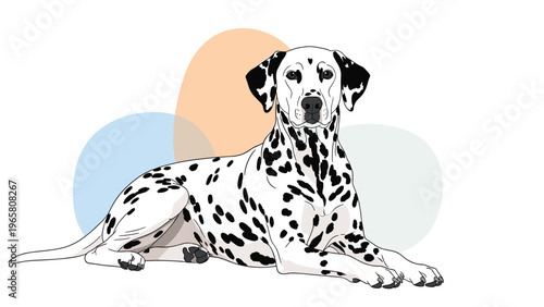 Beautiful dalmatian dog with distinctive black spots lying down calmly against a background of soft pastel circles.