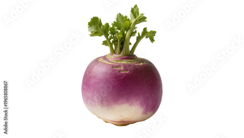 Quadro su tela Fresh raw purple and white turnip with vibrant green leafy top, perfectly isolat