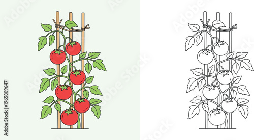 Fresh Red Tomatoes Growing on a Vine with Trellis Support Coloring Page for Kids, Gardening and Agriculture Vector Illustration, Educational Activity Set with Colored and Line Art Versions
