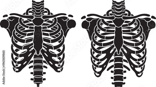 Human rib cage and spine skeleton silhouette illustration. Anatomy of human thorax showing ribs, sternum, and vertebrae isolated on white background. Medical education, health and biology concept