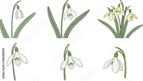 Snowdrop Flower Vector Set with Hand Drawn Botanical Spring Blossoms and Green Leaves for Nature Design, Garden Illustration, and Floral Decorative Graphics