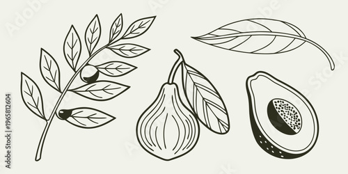 Simple botanical outline drawings featuring olive branches, a fig, a leaf, and an avocado, ideal for organic food branding, healthy lifestyle promotions, and natural product packaging. vector icon

