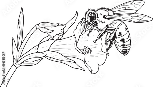 Honey bee pollinating flower illustration vintage sketch vector for nature and biology.