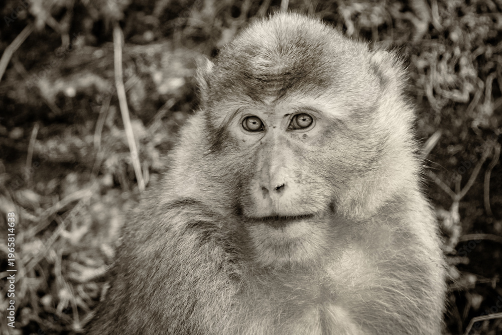 Obraz premium Faune du Bhoutan macaque