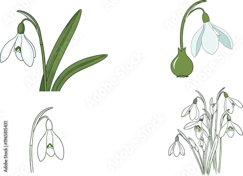 Snowdrop Flower Botanical Vector Set with Hand Drawn Spring Bloom Illustrations Featuring White Floral Elements for Nature Design, Garden Decor, and Seasonal Graphics
