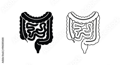 Illustration of the human large intestine shown in two contrasting views
