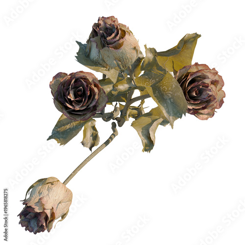 Fotografía Rosa rugosa tree plan, top view, cutout, transparent background, isolate, Dried