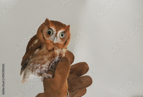 Tableau sur toile Screech owl held tightly in captivity.