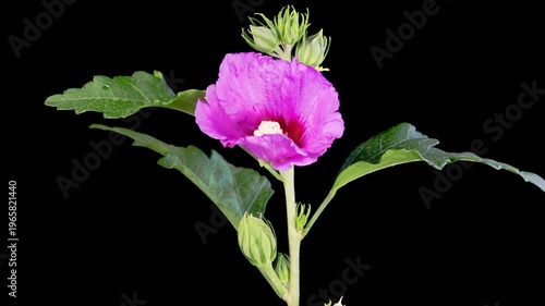 Hibiscus Blossoms. Opening Beautiful Pink Hibiscus Flowers on Black Background. Time Lapse. 4K.