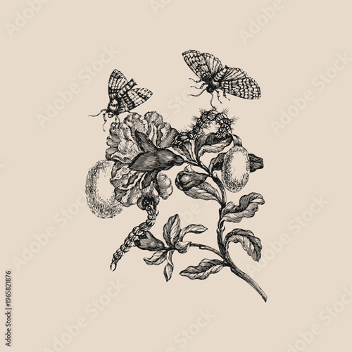 Schilderij op canvas Vintage flowers and insects vector illustration ornamental herbalist decorative