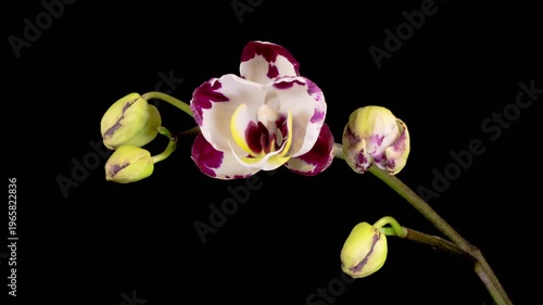 Blooming White - Magenta Orchid Phalaenopsis Flower on Black Background. Time Lapse. 4K.