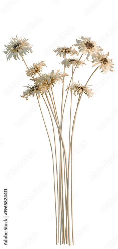 Fototapeta premium Gerbera jamesonii tree, elevation, front view, cutout, transparent background, isolate, Tall Grasses, Reeds, or Stalks Bundle - Natural Texture and Botanical Elements