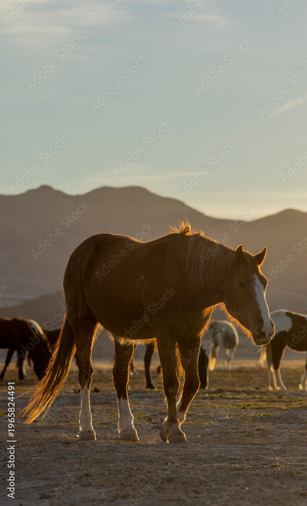 Fototapeta premium Wild Horse in the Utah Desert in Springtime