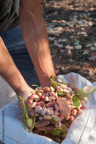 Farmer holding a heap of pistachios during harvest season
