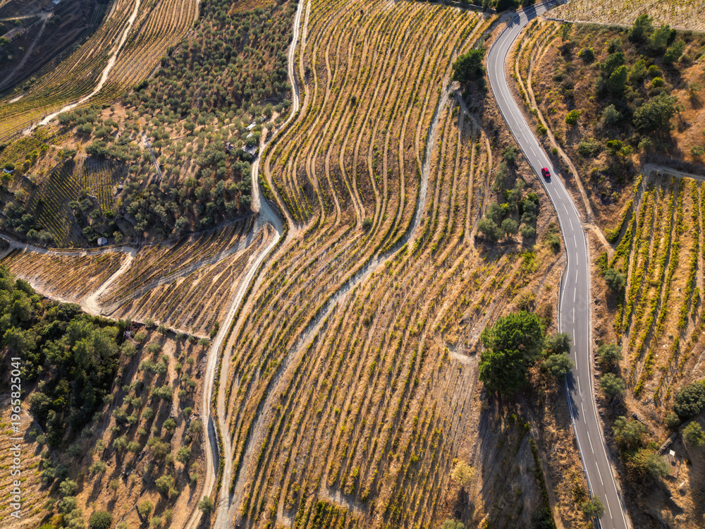 Fototapeta premium Drone view of terraced vineyards with a winding paved road and a car in Douro Valley Portugal, showing agricultural patterns and dry hillside landscape.