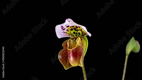 Orchid Blossoms. Growth and Blooming White Paphiopedilum Flower on Black Background. Time Lapse. 4K.