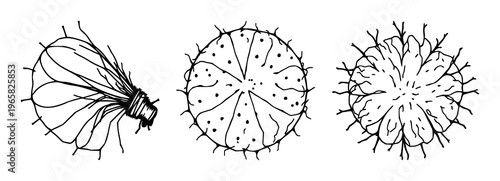 Microscopy pollen grain set with black line art on white background featuring pollen, microscope, botanical with scientific illustration and detailed linework