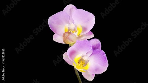 Orchid Blossoms. Opening Beautiful Pink Orchid Phalaenopsis Flower on Black Background. Time Lapse. 4K.