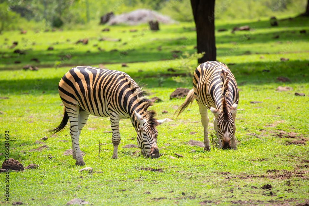Obraz premium Zebras walking in a green meadow and eating grass. African zebras in the savannah. Wild animals in their natural habitat.