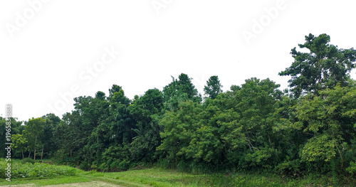 forest in the morning, Isolated Green Trees and Lush Foliage Cutout, A sunny summer morning landscape of a green pine forest under a blue sky with clouds over a lush grass meadow and rural hills
