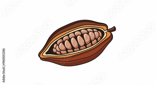 A cross-section of a ripe cocoa pod reveals many oval, light brown beans